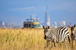 Game drives in Nairobi city - Photo Credit: Photo by Grace Nandi on Unsplash