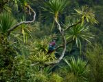 Kererū or New Zealand pigeon - Photo Credit: Photo by Luca Calderone on Unsplash