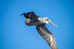Pelican - Photo Credit: Photo by Sven Piper on Unsplash