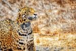 Santuario del Jaguar - Photo Credit: Photo by Sergio Mena Ferreira on Unsplash