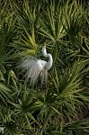 Gatorland - Photo Credit: Photo by alan braeley on Unsplash