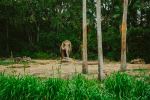 Disney's Animal Kingdom Theme Park - Photo Credit: Photo by Nicholas Fuentes on Unsplash