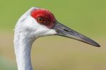 Sandhill crane - Photo Credit: Photo by Richard Stovall on Unsplash