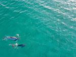 Dolphins - Photo Credit: Photo by Aaron Burden on Unsplash