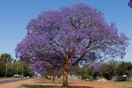 Jacaranda - Photo Credit: Photo by Clayton Majona on Unsplash