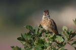 Rufous-Naped Lark Mirafra africana - Photo Credit: Photo by David Howard on Unsplash