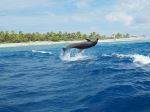 Dolphin - Photo Credit: Photo by sylvie charron on Unsplash
