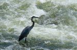 Crane on James River - Photo Credit: Photo by Robin Jonathan Deutsch on Unsplash