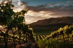 Cambria Winery - Photo Credit: Photo by Tim Mossholder on Unsplash