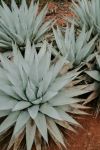 Agave - Photo Credit: Photo by Sidney Pearce on Unsplash