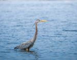 Great blue heron at Tommy Thompson Park - Photo Credit: Photo by Jeremy Hynes on Unsplash