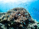 John Brewer Reef - Photo Credit: Photo by Joan Li on Unsplash