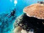 John Brewer Reef - Photo Credit: Photo by Joan Li on Unsplash