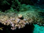 John Brewer Reef - Photo Credit: Photo by Joan Li on Unsplash