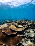 John Brewer Reef - Photo Credit: Photo by Joan Li on Unsplash