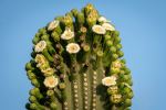 Saguaro Cactus - Photo Credit: Photo by JC Cervantes on Unsplash