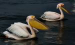 Pelicans - Photo Credit: Photo by Bernd 📷 Dittrich on Unsplash
