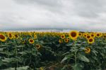  Photo Credit: Photo by Kate Torline on Unsplash