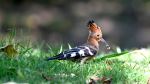 Hoopoe - Photo Credit: Photo by Mark Stoop on Unsplash