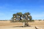 Goats on an Argan tree - Photo Credit: Photo by Mahsa Dilmaghani on Unsplash
