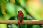 Red-billed Firefinch - Photo Credit: Photo by Ivan Sabayuki on Unsplash