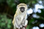 Vervet Monkey - Photo Credit: Photo by Ivan Sabayuki on Unsplash