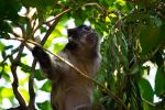 Red colobus monkey - Photo Credit: Photo by 2H Media on Unsplash