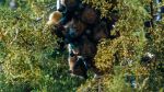 Fruit bats - Photo Credit: Photo by 2H Media on Unsplash