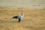 Secretary bird - Photo Credit: Photo by David Cashbaugh on Unsplash