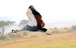 Crested Crane - Photo Credit: Photo by David Cashbaugh on Unsplash