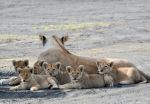  Photo Credit: Photo by Uzuri Safaris Tanzania on Unsplash