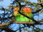 African Lovebirds - Photo Credit: Photo by Michael Wilcox on Unsplash