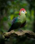 Red Crested Turaco - Photo Credit: Photo by William Warby on Unsplash