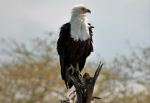 African Fish Eagle - Photo Credit: Photo by Craig Manners on Unsplash