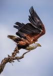 African fish eagle - Photo Credit: Photo by Birger Strahl on Unsplash
