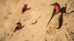 Carmine bee eaters - Photo Credit: Photo by Birger Strahl on Unsplash
