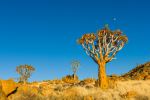 Quiver trees (Aloe dichotoma) - Photo Credit: Photo by Chris Stenger on Unsplash