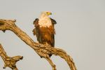 African Fish Eagle - Photo Credit: Photo by Chris Stenger on Unsplash