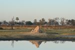 Termite Mound - Photo Credit: Photo by Edmund Loh on Unsplash