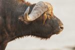 Cape Buffalo - Photo Credit: Photo by Chris Stenger on Unsplash