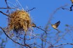 Cut-throat Finches - Photo Credit: Photo by Leon Pauleikhoff on Unsplash