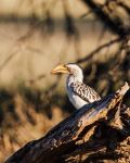 Wild Calao - Photo Credit: Photo by Pierre Lemos on Unsplash