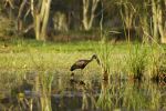 African Openbill at the Makuleke Concession - Photo Credit: Photo by Leon Pauleikhoff on Unsplash