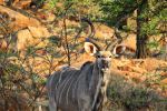 Male Kudu - Photo Credit: Photo by Tiaan Nell on Unsplash