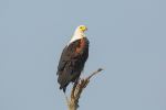 African fish eagle - Photo Credit: Photo by Chris Stenger on Unsplash