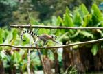 Lemur - Photo Credit: Photo by Shane Ryan Herilalaina on Unsplash