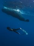 Whale - Photo Credit: Photo by Chinh Le Duc on Unsplash
