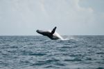 Whale - Photo Credit: Photo by Chloe Christine on Unsplash