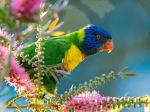 Rainbow Lorikeet - Photo Credit: Photo by Trevor McKinnon on Unsplash