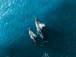 Whales - Photo Credit: Photo by Jonathan Hsu on Unsplash